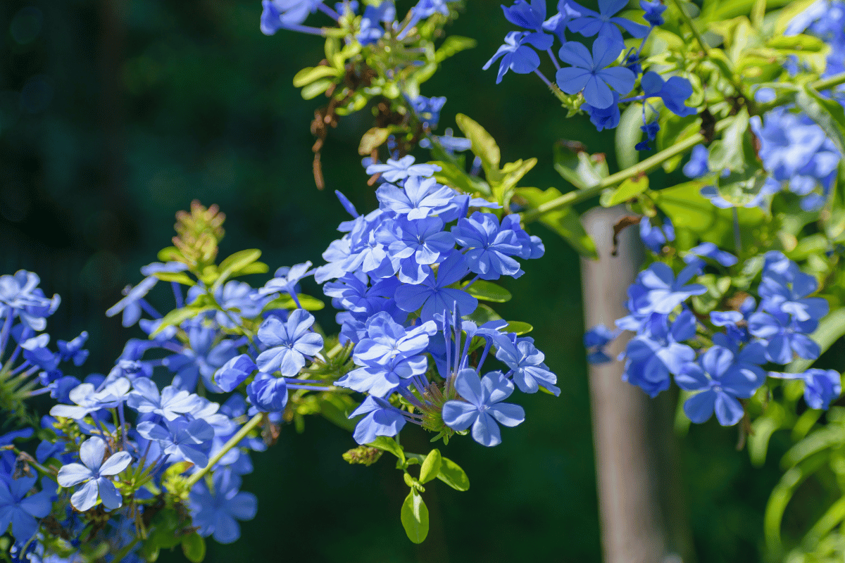 Plumbago (Plumbago auriculata).png